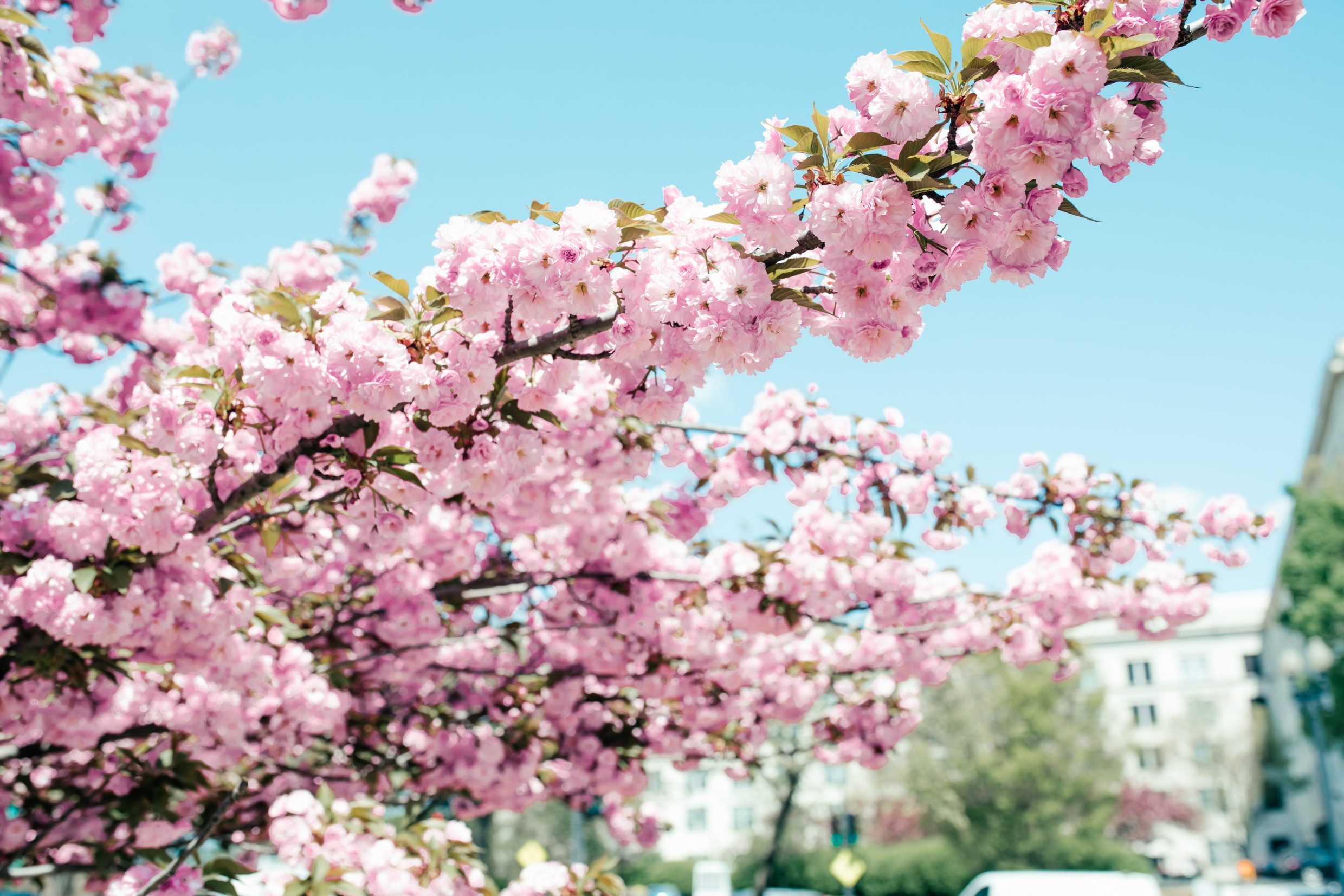 Cherry Blossoms in Washington, D.C